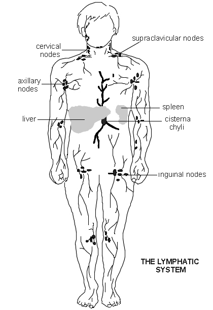 Lymph System & Hodgkin Disease