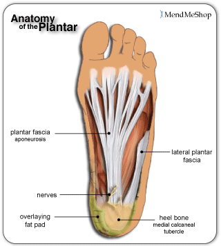plantar surface of heel